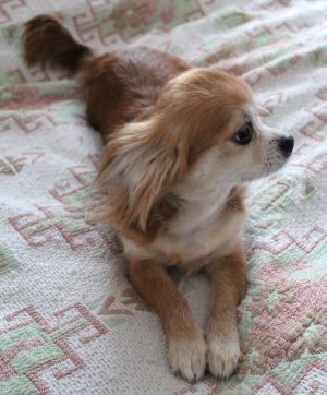 Dog Photo