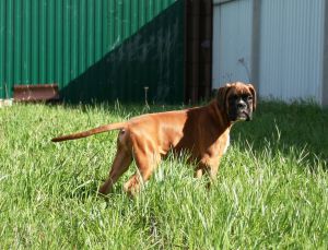 Dog Photo