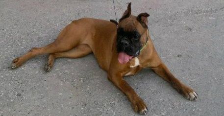 Dog Photo