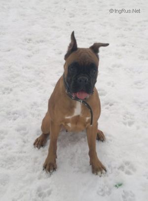Dog Photo