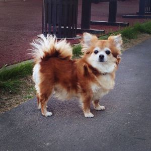 Dog Photo