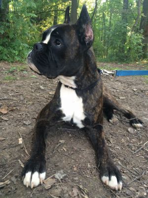 Dog Photo