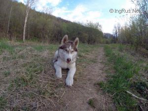 Dog Photo