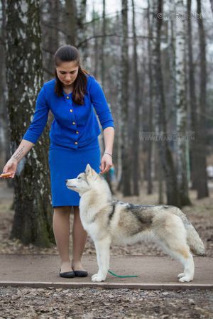 Dog Photo