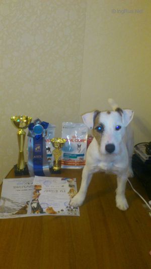 Dog Photo