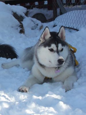 Dog Photo