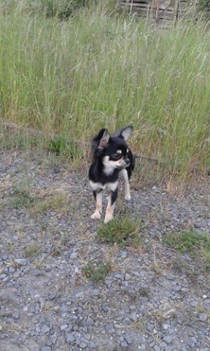 Dog Photo