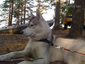 Dog Photo