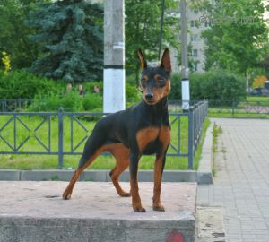 Dog Photo
