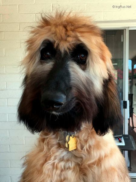 Dog Photo