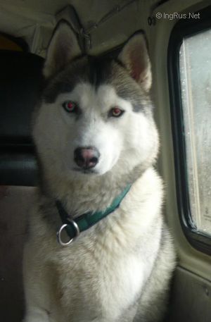 Dog Photo