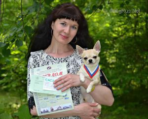 Dog Photo