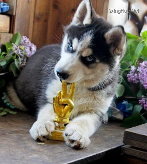 Dog Photo
