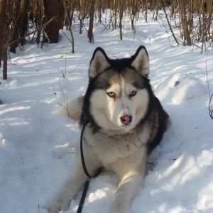 Dog Photo