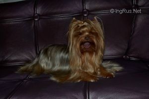 Dog Photo