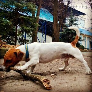Dog Photo