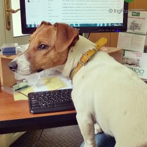 Dog Photo