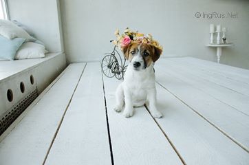 Dog Photo