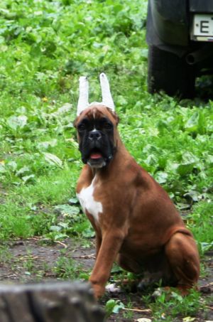 Dog Photo