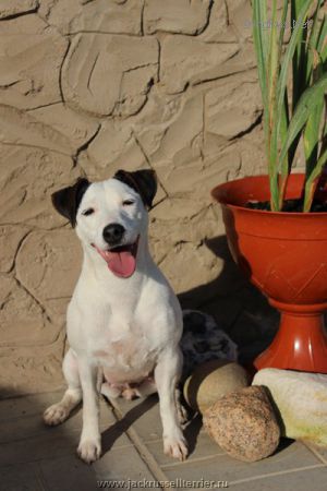 Dog Photo