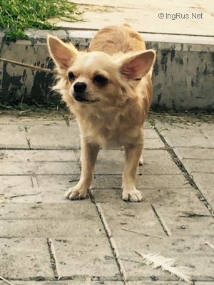 Dog Photo