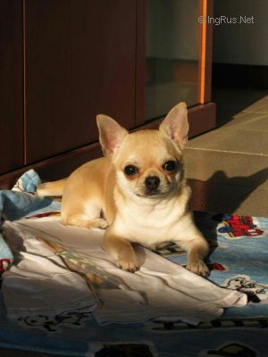 Dog Photo