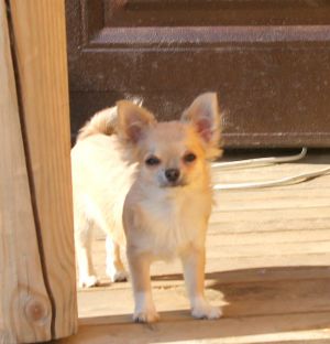 Dog Photo