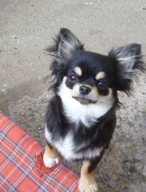 Dog Photo