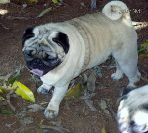 Dog Photo