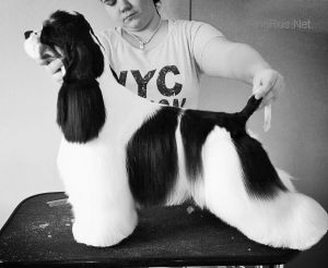 Dog Photo