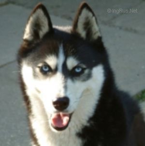 Dog Photo