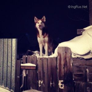 Dog Photo