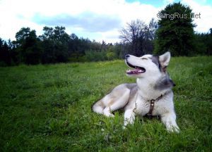 Dog Photo