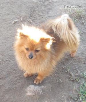 Dog Photo