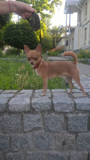 Dog Photo