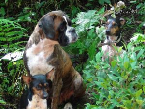 Dog Photo