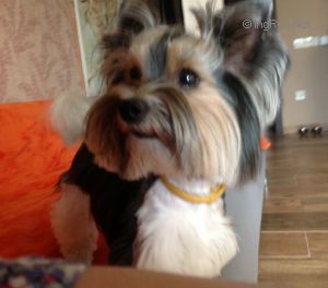 Dog Photo