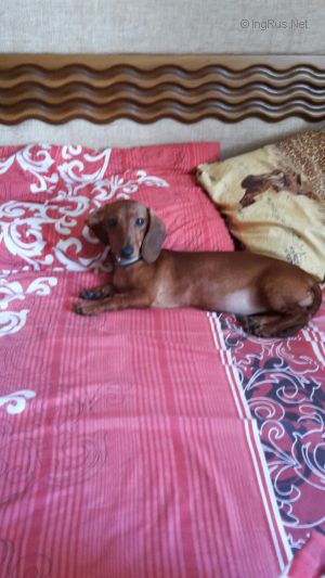 Dog Photo