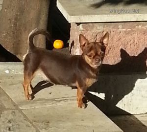 Dog Photo