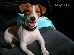 Dog Photo