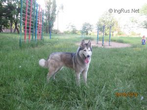 Dog Photo