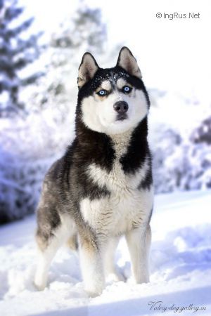 Dog Photo