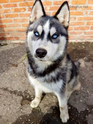 Dog Photo