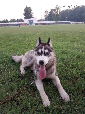 Dog Photo