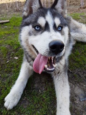 Dog Photo