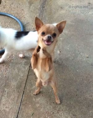 Dog Photo