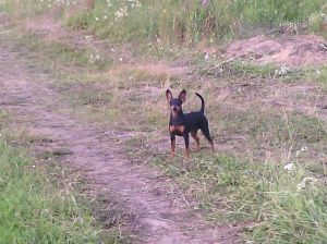 Dog Photo