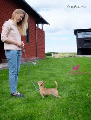 Dog Photo