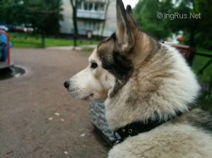 Dog Photo