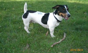Dog Photo